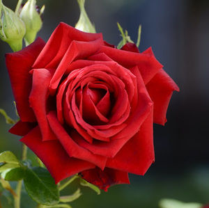 Meet your Posher, Iris